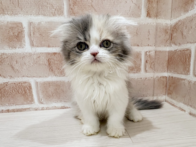 神奈川県のスコティッシュフォールド (ペッツファーストfor cats横浜元町店/2025年9月20日生まれ/女の子/ダイリュートキャリコ)の子猫の1枚目の画像