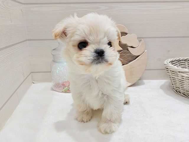 広島県のチワマル/マルチワ(チワワ×マルチーズ) (ペッツファースト広島府中店/2025年9月26日生まれ/男の子/クリーム)の子犬の1枚目の画像