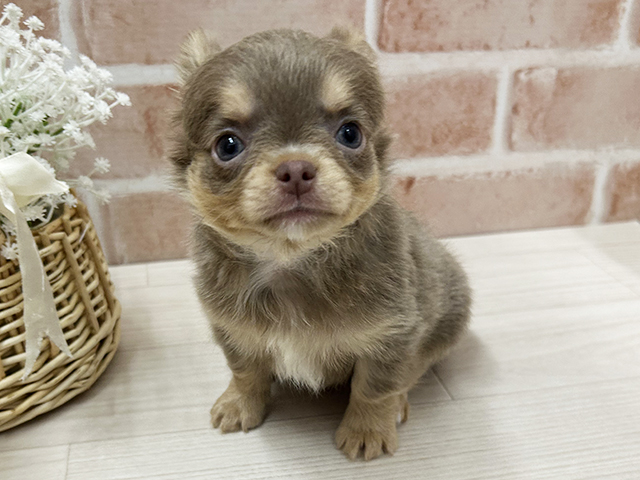 大阪府のチワワ(ロング) (ペッツファースト茨木店/2025年9月21日生まれ/男の子/イザベラタン)の子犬の1枚目の画像