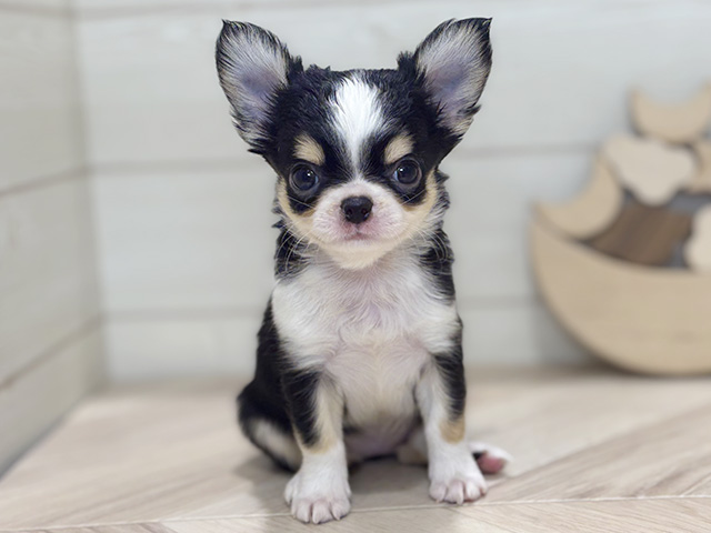 東京都のチワワ(ロング) (ペッツファースト吉祥寺本店/2025年9月25日生まれ/女の子/ブラックタンホワイト)の子犬の1枚目の画像