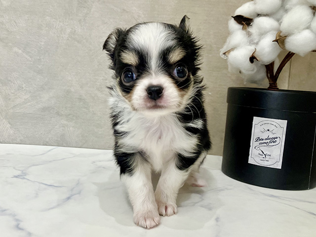 東京都のチワワ(ロング) (ペッツファーストららぽーと立川立飛店/2025年9月25日生まれ/女の子/ブラックタンホワイト)の子犬の1枚目の画像