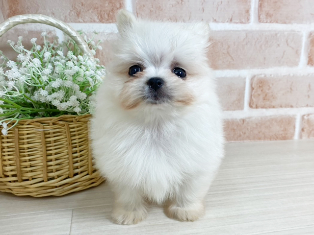 マルチーズミックス