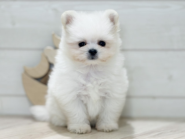 マルチーズミックス