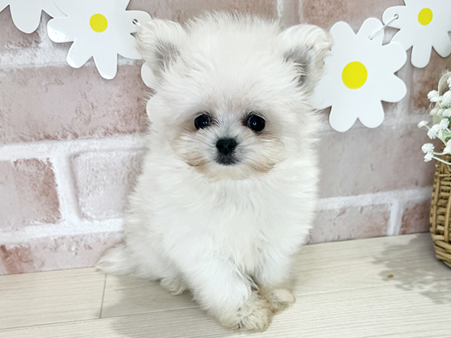 鹿児島県のポメマル/マルポメ(ポメラニアン×マルチーズ) (ペッツファースト鹿児島店/2025年9月26日生まれ/女の子/ホワイト)の子犬の1枚目の画像