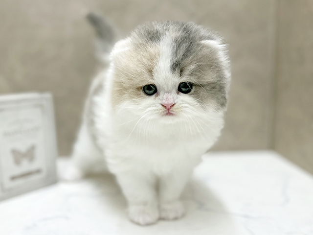 大阪府のスコティッシュフォールド (ペッツファースト心斎橋本店/2025年9月26日生まれ/女の子/ダイリュートキャリコ)の子猫の1枚目の画像