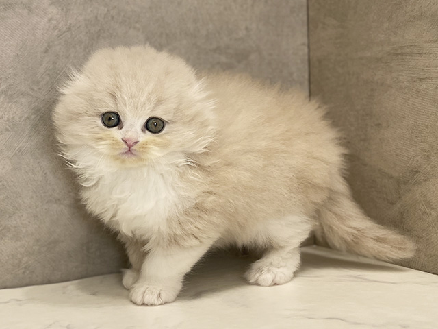 スコティッシュフォールド