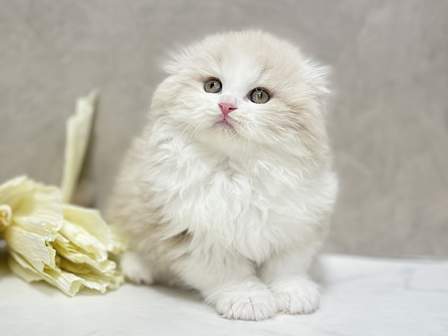 東京都のスコティッシュフォールド (ペッツファースト池袋店/2025年9月26日生まれ/男の子/クリームタビーホワイト)の子猫の1枚目の画像