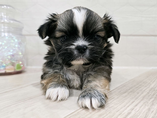 東京都のチワペキ/ペキチー/ペキチワ(チワワ×ペキニーズ) (ペッツファースト吉祥寺サンロード店/2025年9月26日生まれ/男の子/チョコレートフォーンホワイト)の子犬の1枚目の画像