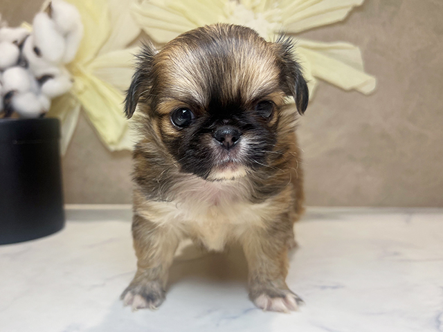 兵庫県のチワペキ/ペキチー/ペキチワ(チワワ×ペキニーズ) (ペッツファースト神戸三宮センター街店/2025年9月26日生まれ/男の子/チョコレートフォーンホワイト)の子犬の1枚目の画像