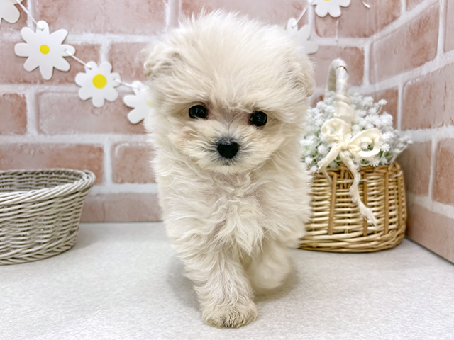 ポメプー, 性別 女の子, 誕生日 2025/09/26, 毛色 クリーム, 出身 栃木県, 店舗 お台場店(東京都), お問い合わせ番号 2507549