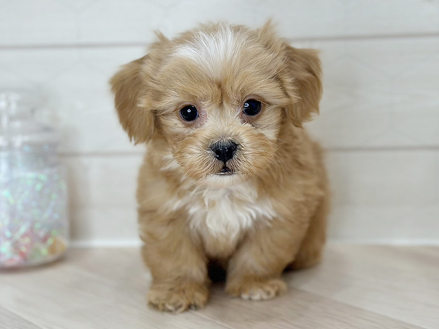 埼玉県のペキプー(ペキニーズ×プードル) (ペッツファーストレイクタウン店/2025年9月26日生まれ/男の子/アプリコットホワイト)の子犬の1枚目の画像