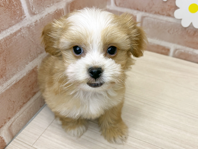 鹿児島県のペキプー(ペキニーズ×プードル) (ペッツファースト鹿児島店/2025年9月26日生まれ/男の子/アプリコットホワイト)の子犬の1枚目の画像