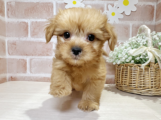 岡山県のペキプー(ペキニーズ×プードル) (ペッツファースト倉敷店/2025年9月26日生まれ/男の子/アプリコットホワイト)の子犬の1枚目の画像