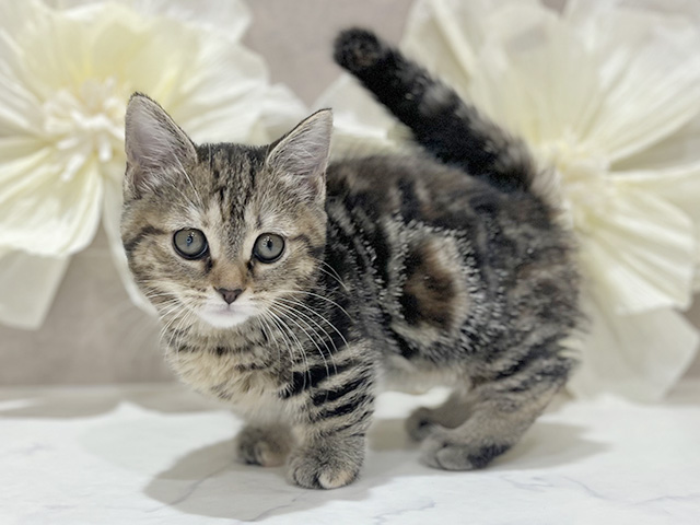 東京都のマンチカン (ペッツファースト新宿店/2025年9月22日生まれ/女の子/ブラウンパッチドタビー)の子猫の1枚目の画像