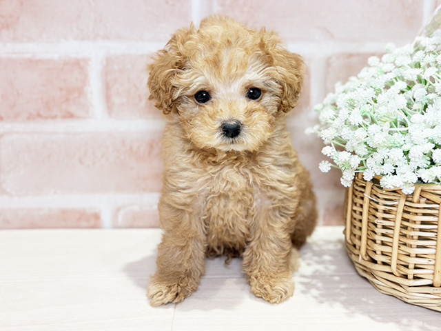 岡山県のトイプードル(タイニー) (ペッツファースト倉敷店/2025年9月26日生まれ/男の子/アプリコット)の子犬