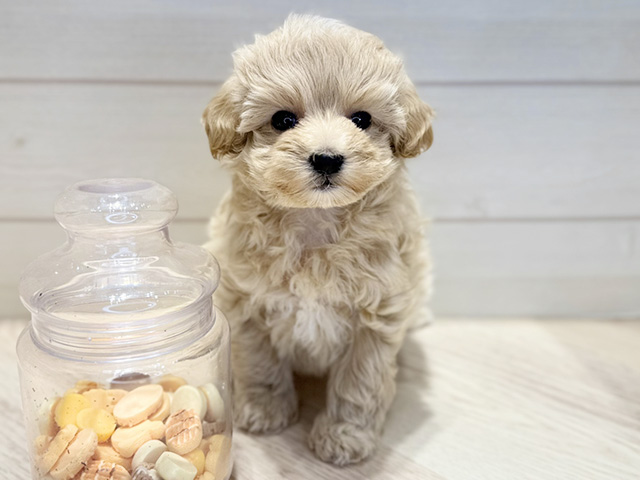 群馬県のマルプー(マルチーズ×プードル) (ペッツファースト高崎店/2025年9月23日生まれ/女の子/アプリコット)の子犬