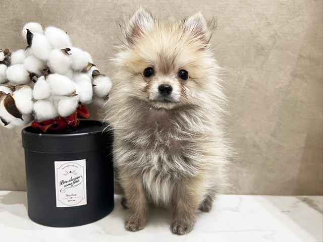 広島県のポメラニアン (ペッツファースト宇品店/2025年9月26日生まれ/男の子/ウルフセーブル)の子犬