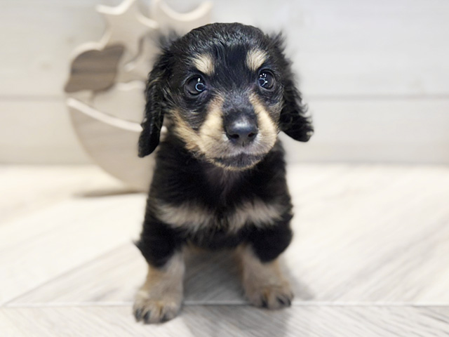 群馬県のミニチュアダックスフンド(ロング) (ペッツファースト高崎店/2025年9月19日生まれ/男の子/ブラックタン)の子犬の1枚目の画像