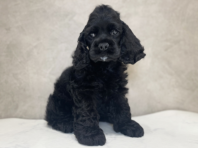 アメリカンコッカースパニエル(ブラック(黒)系)の子犬を価格や特徴で