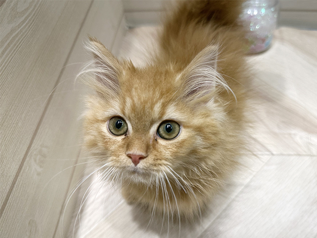 広島県のマンチカン (ペッツファースト広島府中店/2025年9月21日生まれ/男の子/レッドタビー)の子猫の1枚目の画像