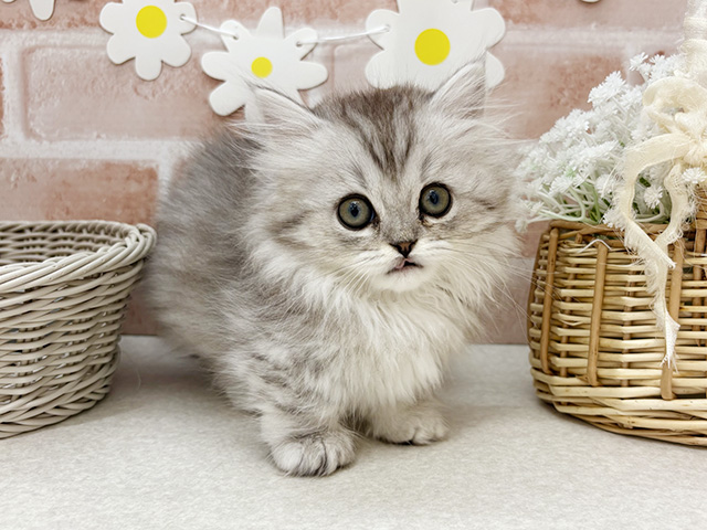 東京都のミヌエット (ペッツファーストお台場店/2025年9月26日生まれ/女の子/シルバータビーホワイト)の子猫の1枚目の画像