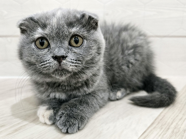 埼玉県のスコティッシュフォールド (ペッツファースト春日部店/2025年9月22日生まれ/女の子/ブルー)の子猫の1枚目の画像