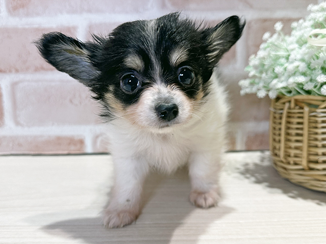 岡山県のチワックス(チワワ×ダックス) (ペッツファースト倉敷店/2025年9月24日生まれ/男の子/ブラックタンホワイト)の子犬の1枚目の画像