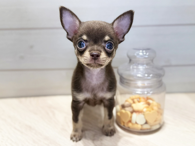 群馬県のチワワ(スムース) (ペッツファースト高崎店/2025年9月26日生まれ/男の子/チョコレートタン)の子犬の1枚目の画像