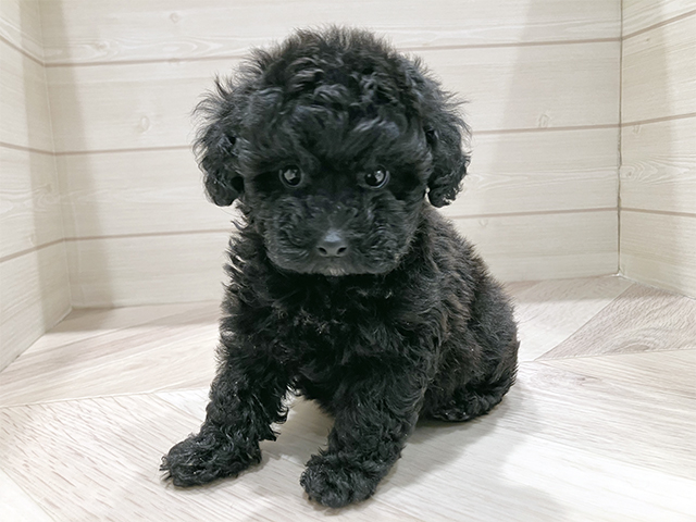 東京都のトイプードル(ティーカップ) (ペッツファースト豊洲店/2025年9月26日生まれ/女の子/ブラック)の子犬の1枚目の画像