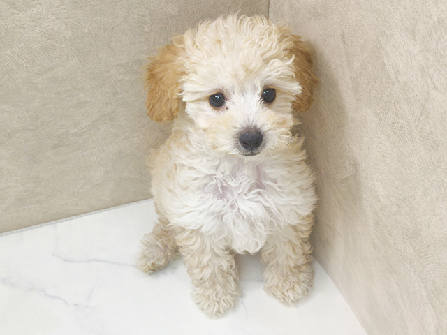 埼玉県のトイプードル(ティーカップ) (ペッツファースト岩槻店/2025年9月26日生まれ/女の子/クリーム)の子犬の1枚目の画像