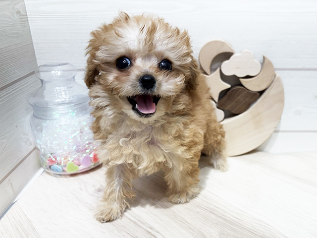 広島県のトイプードル(ティーカップ) (ペッツファースト広島府中店/2025年9月26日生まれ/女の子/アプリコット)の子犬の1枚目の画像