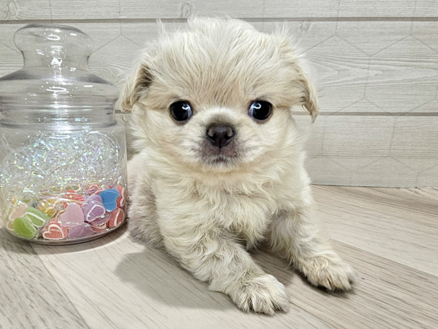 埼玉県のチワペキ/ペキチー/ペキチワ(チワワ×ペキニーズ) (ペッツファーストレイクタウン店/2025年9月26日生まれ/女の子/クリーム)の子犬の1枚目の画像