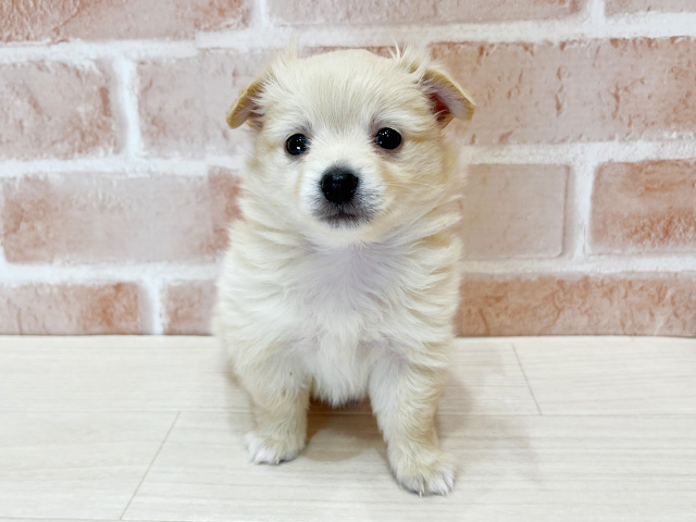 東京都のチワックス(チワワ×ダックス) (ペッツファースト荻窪店/2025年9月26日生まれ/男の子/クリーム)の子犬の1枚目の画像