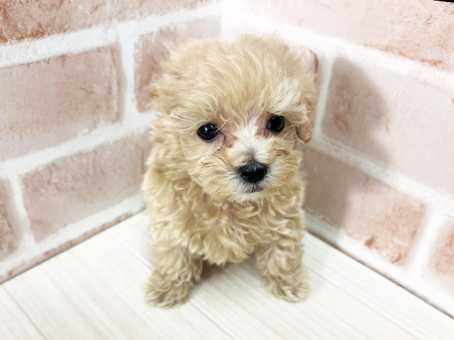 埼玉県のマルプー(マルチーズ×プードル) (ペッツファーストさいたま新都心店/2025年9月27日生まれ/男の子/アプリコット)の子犬の1枚目の画像