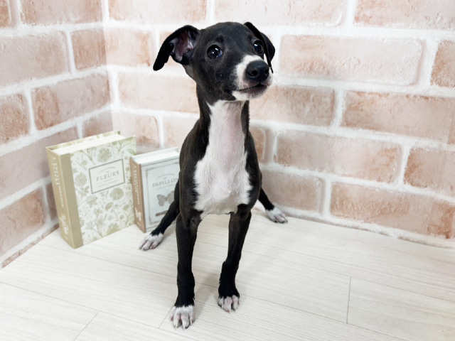 埼玉県のイタリアングレーハウンド (ペッツファーストさいたま新都心店/2025年9月20日生まれ/女の子/シールホワイト)の子犬の1枚目の画像