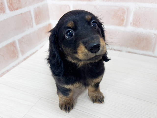 埼玉県のミニチュアダックスフンド(ロング) (ペッツファーストさいたま新都心店/2025年9月26日生まれ/男の子/ブラックタン)の子犬の1枚目の画像