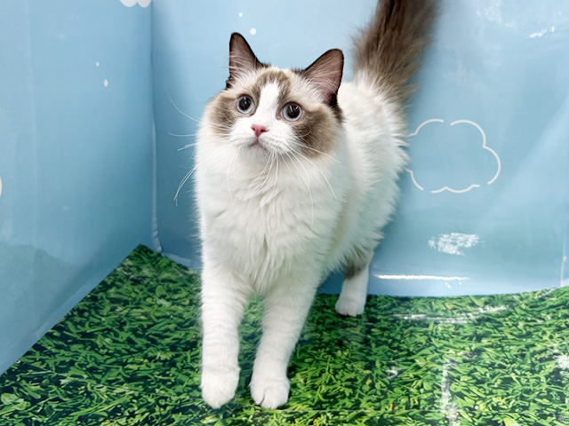 神奈川県のラグドール (ペッツファースト湘南平塚店/2025年7月15日生まれ/女の子/シールポイントバイカラー)の子猫の1枚目の画像