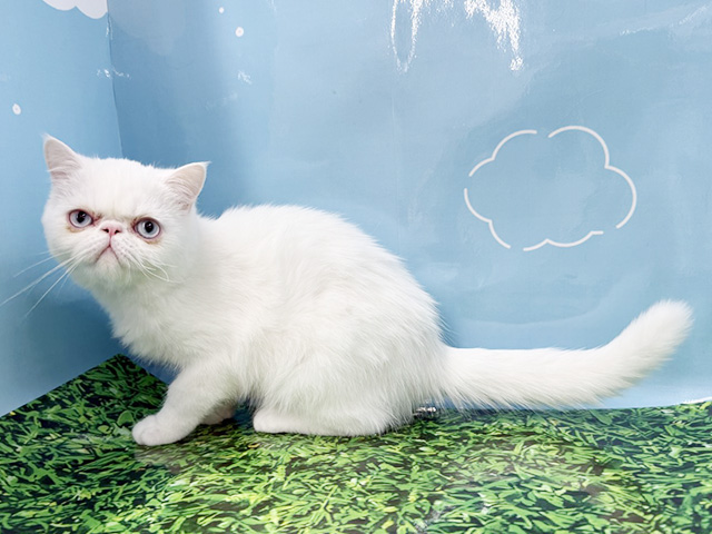 神奈川県のエキゾチック (ペッツファースト湘南平塚店/2025年9月8日生まれ/男の子/ホワイト)の子猫の1枚目の画像