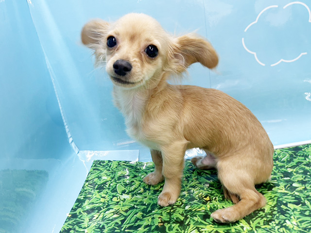 神奈川県のチワックス(チワワ×ダックス) (ペッツファースト湘南平塚店/2025年9月23日生まれ/男の子/イエロー)の子犬の1枚目の画像