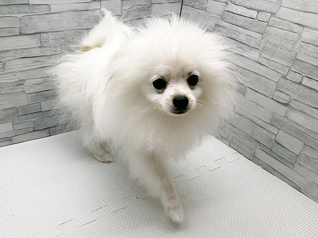 神奈川県のポメラニアン (ペッツファースト横浜瀬谷店/2025年9月2日生まれ/男の子/パーティーカラー)の子犬の1枚目の画像