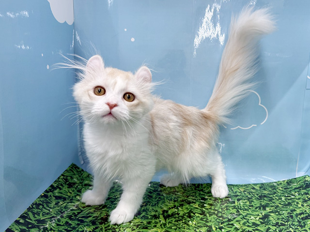 神奈川県のアメリカンカール (ペッツファースト湘南平塚店/2025年9月21日生まれ/男の子/クリームホワイト)の子猫の1枚目の画像