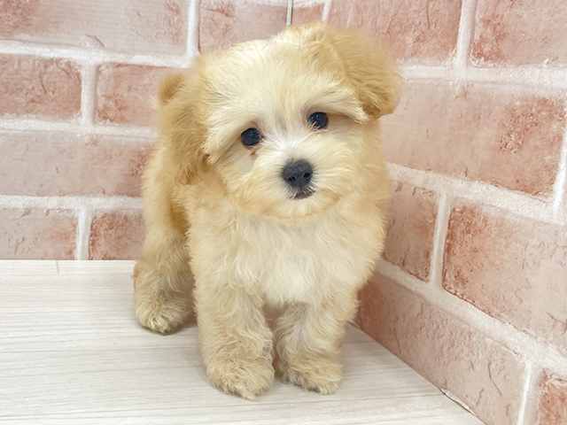 東京都のマルプー(マルチーズ×プードル) (ペッツファースト八王子多摩美大前店/2025年9月14日生まれ/男の子/アプリコット)の子犬