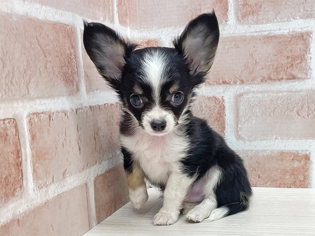 東京都のチワワ(ロング) (ペッツファースト八王子多摩美大前店/2025年9月10日生まれ/男の子/ブラックタンホワイト)の子犬