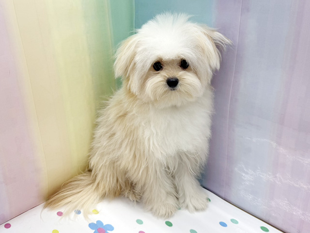神奈川県のポメプー(ポメラニアン×プードル) (ペッツファースト湘南平塚店/2025年5月11日生まれ/女の子/クリーム)の子犬の1枚目の画像