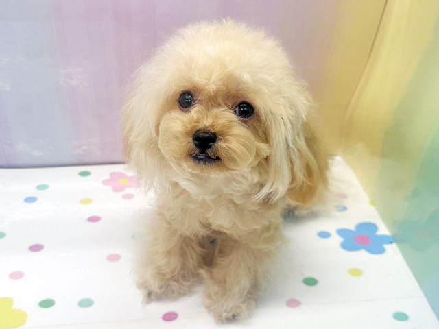 神奈川県のトイプードル(ティーカップ) (ペッツファースト湘南平塚店/2025年7月24日生まれ/女の子/レッドフォーン)の子犬の1枚目の画像
