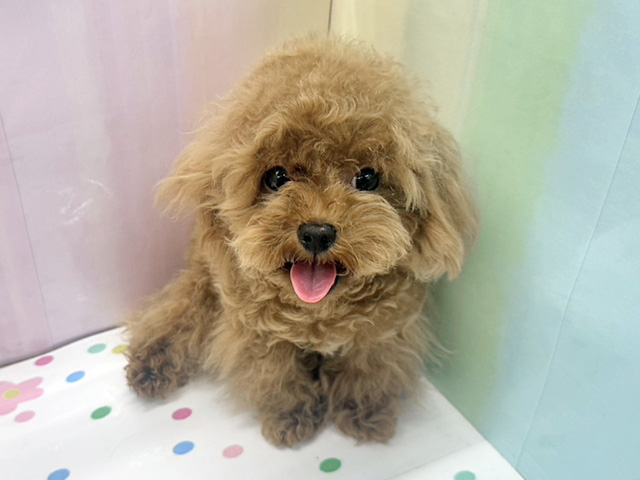 神奈川県のトイプードル(ティーカップ) (ペッツファースト湘南平塚店/2025年7月24日生まれ/男の子/レッドフォーン)の子犬の1枚目の画像