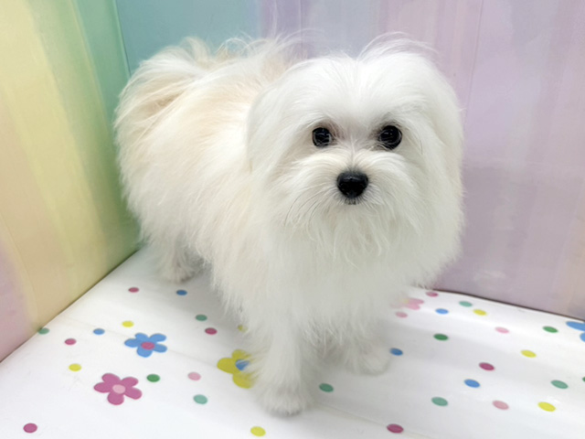 神奈川県のポメチワ/チワポメ/ポメチー(ポメラニアン×チワワ) (ペッツファースト湘南平塚店/2025年6月20日生まれ/女の子/パーティーカラー)の子犬の1枚目の画像