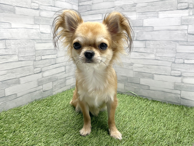 神奈川県のチワワ(ロング) (ペッツファースト横浜瀬谷店/2025年6月22日生まれ/男の子/フォーンホワイト)の子犬の1枚目の画像