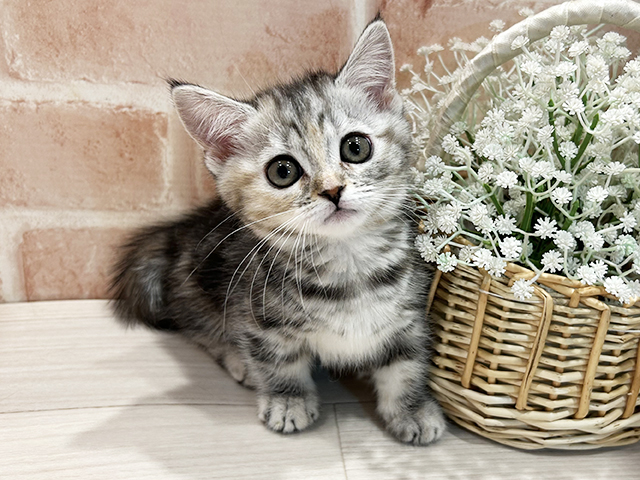 東京都のマンチカン (ペッツファースト町田店/2025年9月20日生まれ/女の子/シルバーパッチドタビー)の子猫