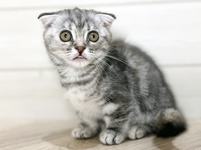 大阪府のマンチカン (ペッツファースト梅田店/2025年9月20日生まれ/女の子/ブルータビー)の子猫の1枚目の画像